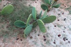 Djerba2013 0139