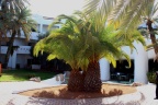 Djerba2013 0773