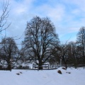 IMG 0298